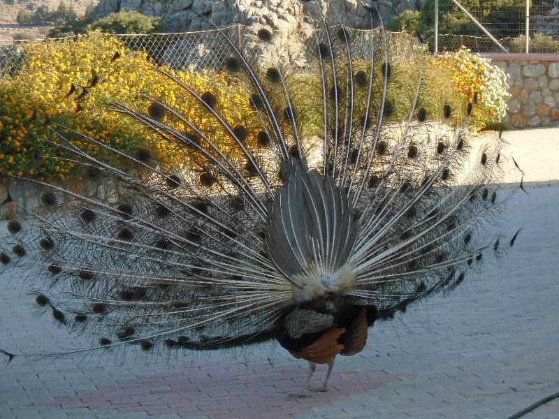 Aparthotel Ziakis Pefki